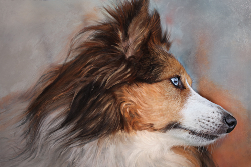 Blue Eyed Collee Dog